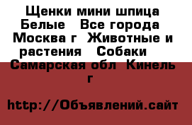 Щенки мини шпица Белые - Все города, Москва г. Животные и растения » Собаки   . Самарская обл.,Кинель г.